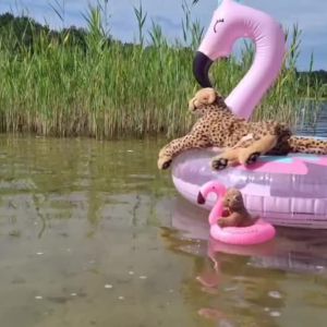 FlamingoInflatable