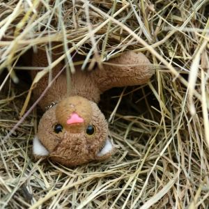 HayStack