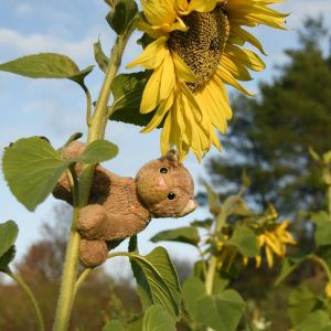 Wildblumen