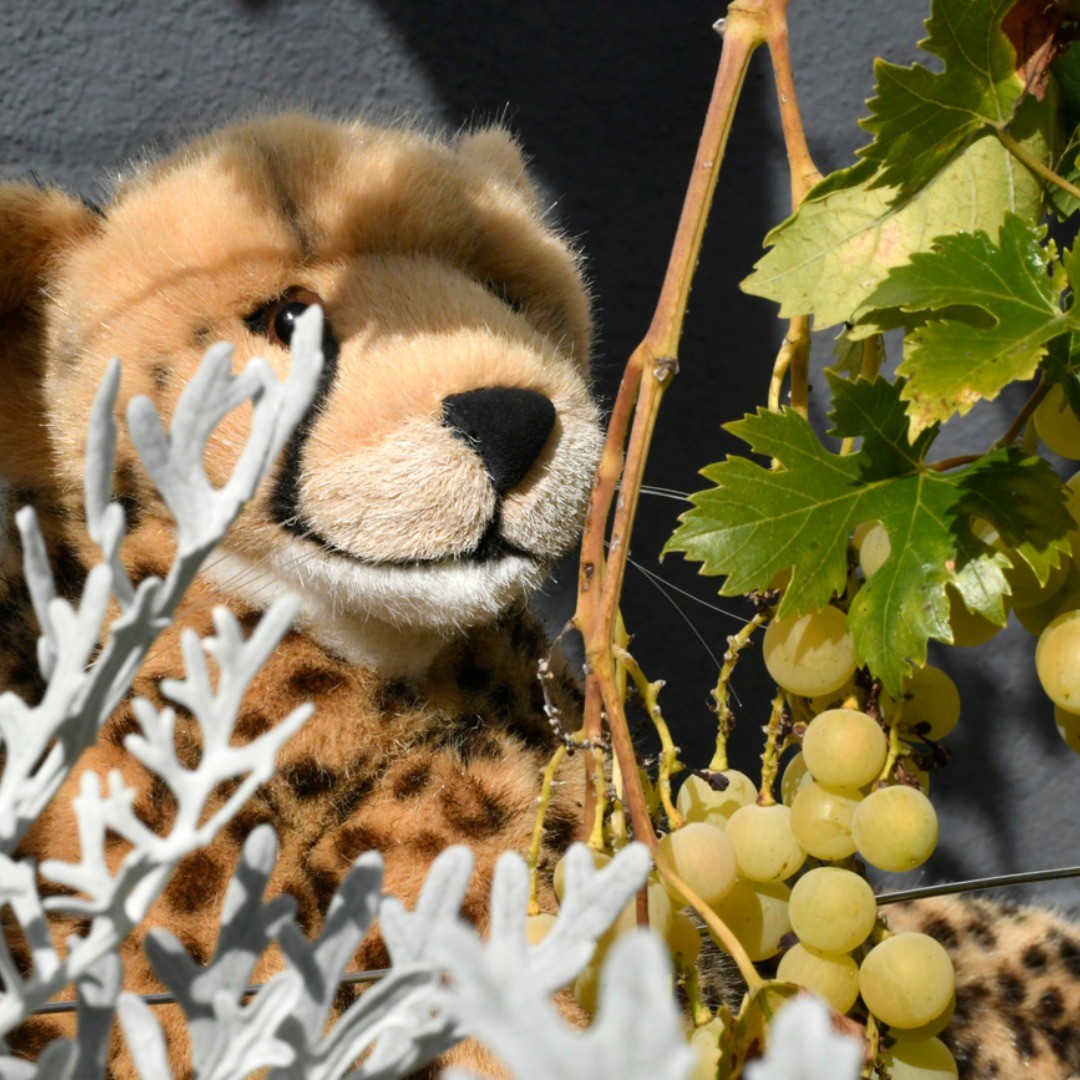 Photo by Juba Gepard on September 21, 2019.