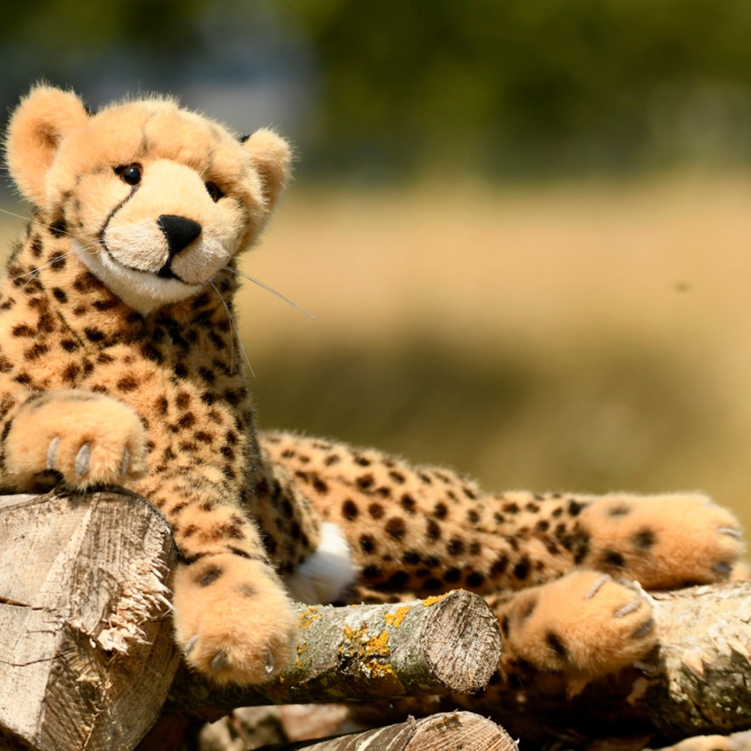 Photo by Juba Gepard on July 08, 2019.