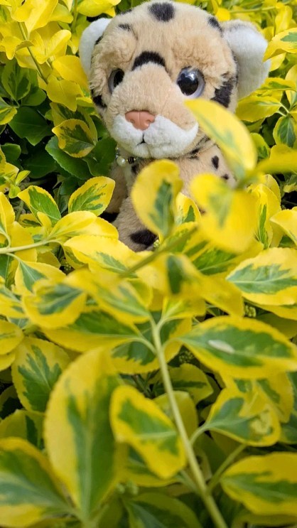 [#PedroPedroPedro] # Pedro [#PedroRaccoon] [#DancingRaccoon] [#Raccoon] [#Swede] [#Mneka] [#JubaOnTour]