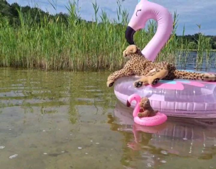 Nach der Sicherheitsunterweisung hielt die Cubbies nichts mehr! Sie rannten wie angebissen ans Wasser und ließen sich treiben – das ist nichts Neues. Neu war aber der riesige Flamingo, den wir von unseren Menschen geschenkt und zum Glück auch fertig aufgepustet...