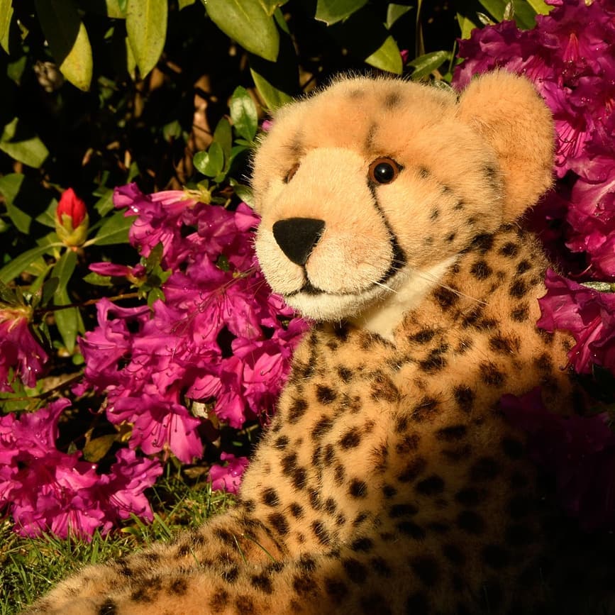 Photo by Juba Gepard on May 14, 2020.