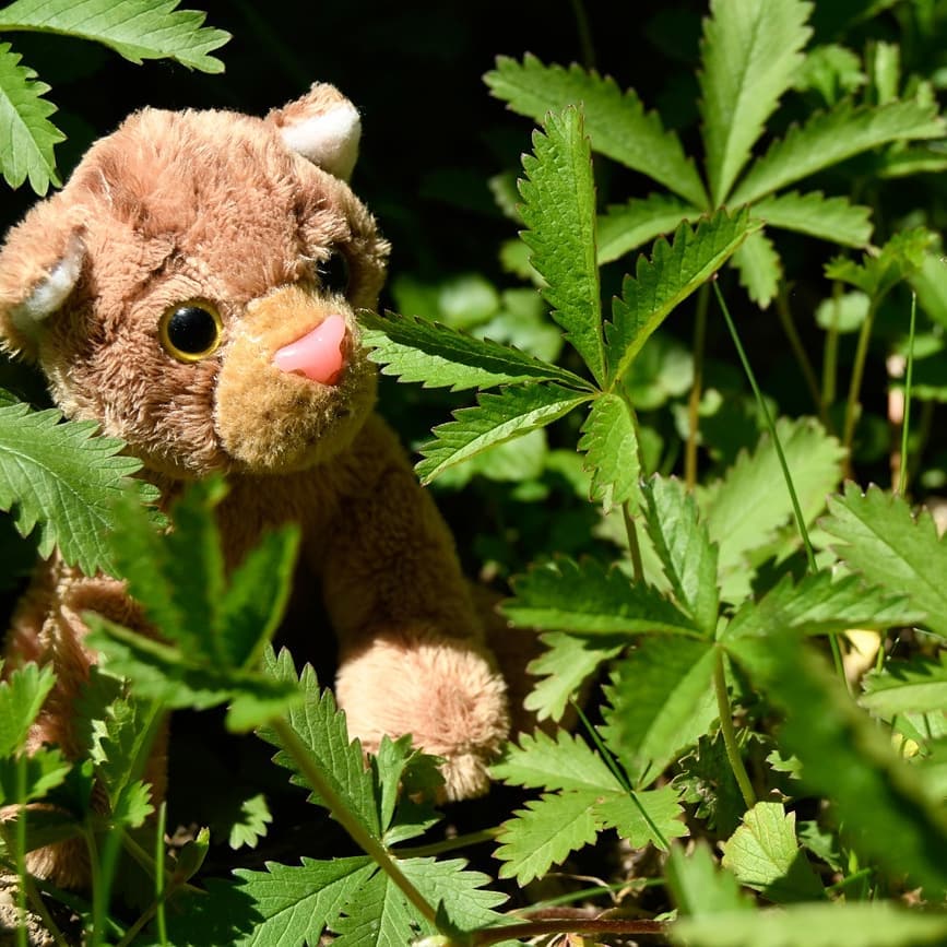 Photo by Juba Gepard on May 19, 2020.