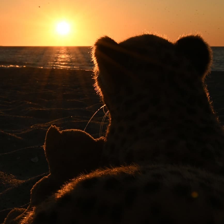 Photo by Juba Gepard on June 17, 2020.