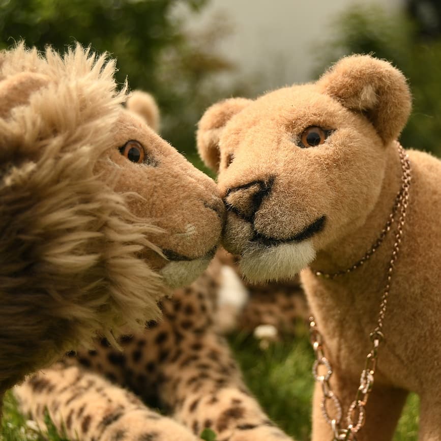 Photo shared by Juba Gepard on July 04, 2020 tagging @lioness.cheryl.
