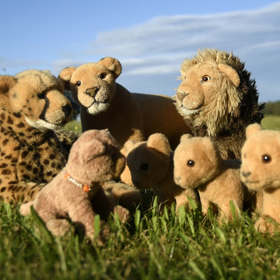 Photo shared by Juba Gepard on August 25, 2020 tagging @honeygrovebears.