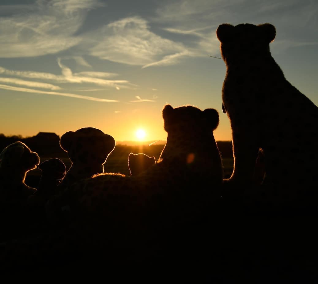 Photo by Juba Gepard on November 19, 2020.