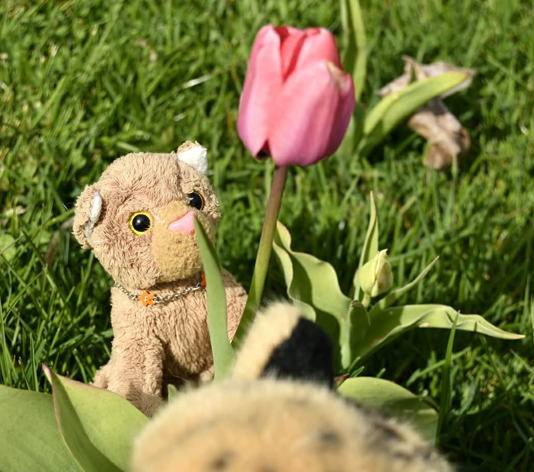 Photo by Juba Gepard on May 04, 2021.