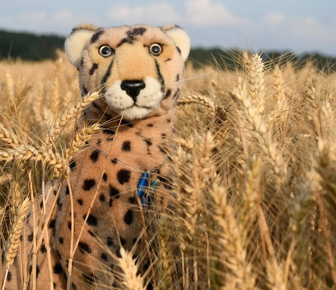 Photo by Juba Gepard on July 20, 2021.