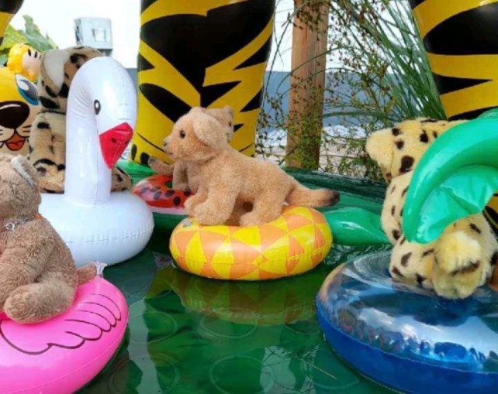 Nachdem der Pool endlich aufgepustet und geflutet war, konnte der Badespaß beginnen. Zwar hatte die Sonne heute Urlaub, und jederzeit mussten wir damit rechnen, dass Regen den Spaß am Wasser nahm, aber die Kinder waren in der Hinsicht weniger furchtlos,...