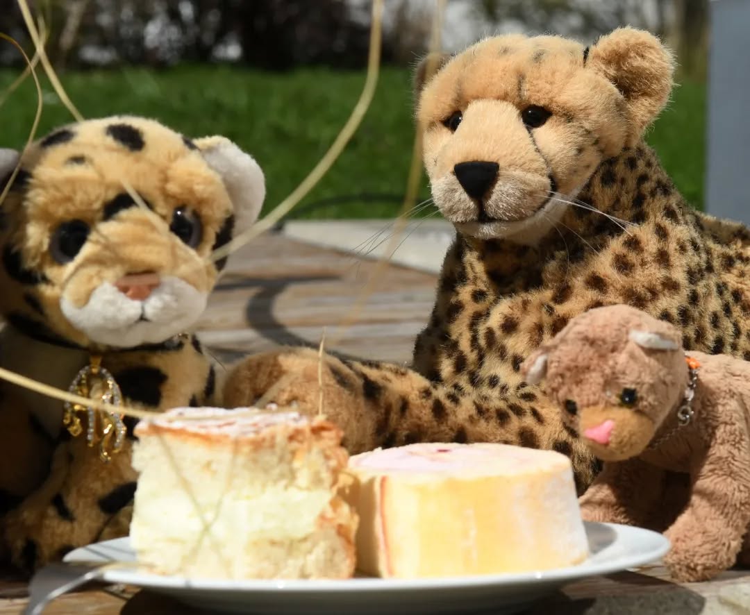 Photo shared by Juba Gepard on April 16, 2022 tagging @edward_the_foxwood_bear.