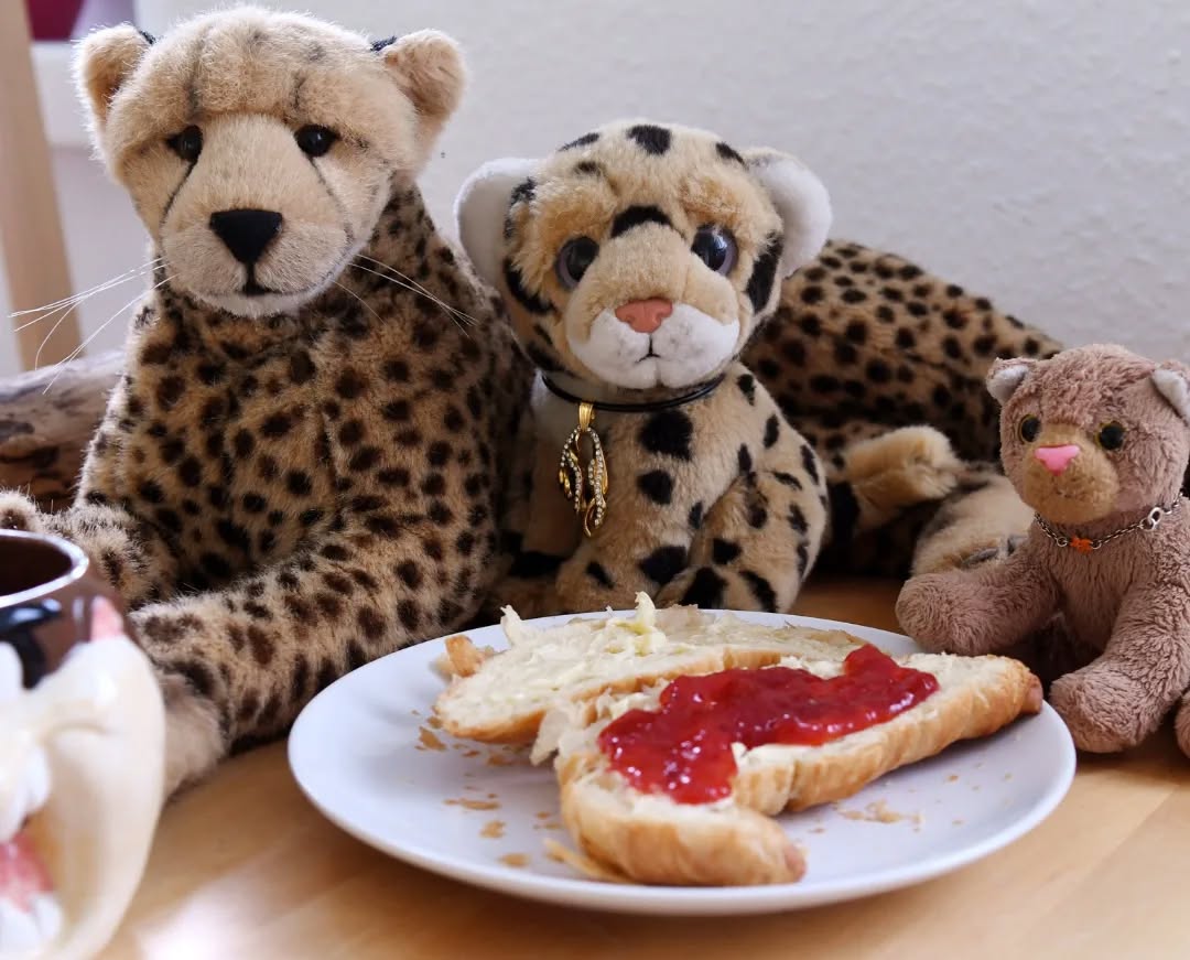 Photo shared by Juba Gepard on May 22, 2022 tagging @edward_the_foxwood_bear.