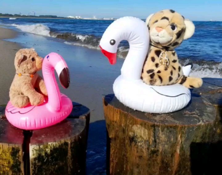 Hallo, hier ist eure Swede, und ich muss euch sagen, Mamas haben immer recht. Ihr wisst ja sicherlich noch, wie uns Mama verboten hat, mit den wackligen Schwimmhilfen auch nur  in die Nähe des Wassers zu gehen. Wir sollten warten, bis die Wellen etwas abgeklungen...