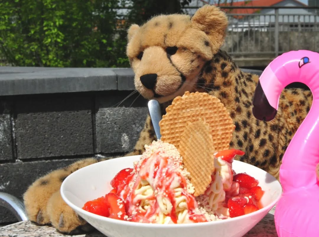 Photo by Juba Gepard on May 07, 2023.