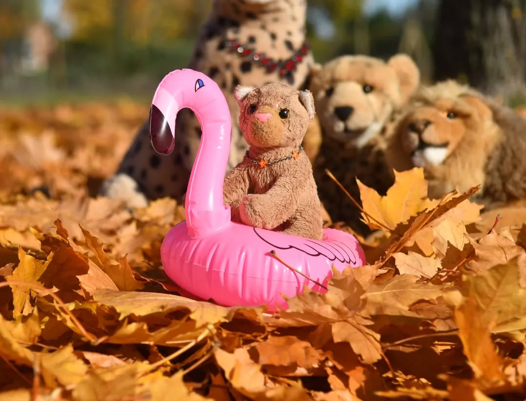 Photo by Juba Gepard on November 11, 2023.