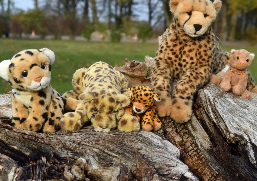 Photo by Juba Gepard in StrandResort Markgrafenheide.