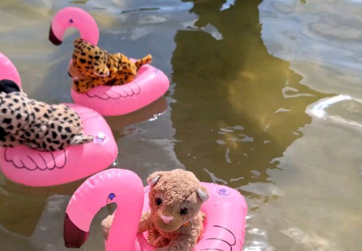 😼😽😺😸 Floooooating...  [#Flamingo] [#FlamingoFloatie] [#Floater] [#Lake] [#Beach] [#Sand] [#Water] [#JubaOnTour] [#Plushie] [#instaplushies] [#stuffies] [#plushielife] [#Briesensee]