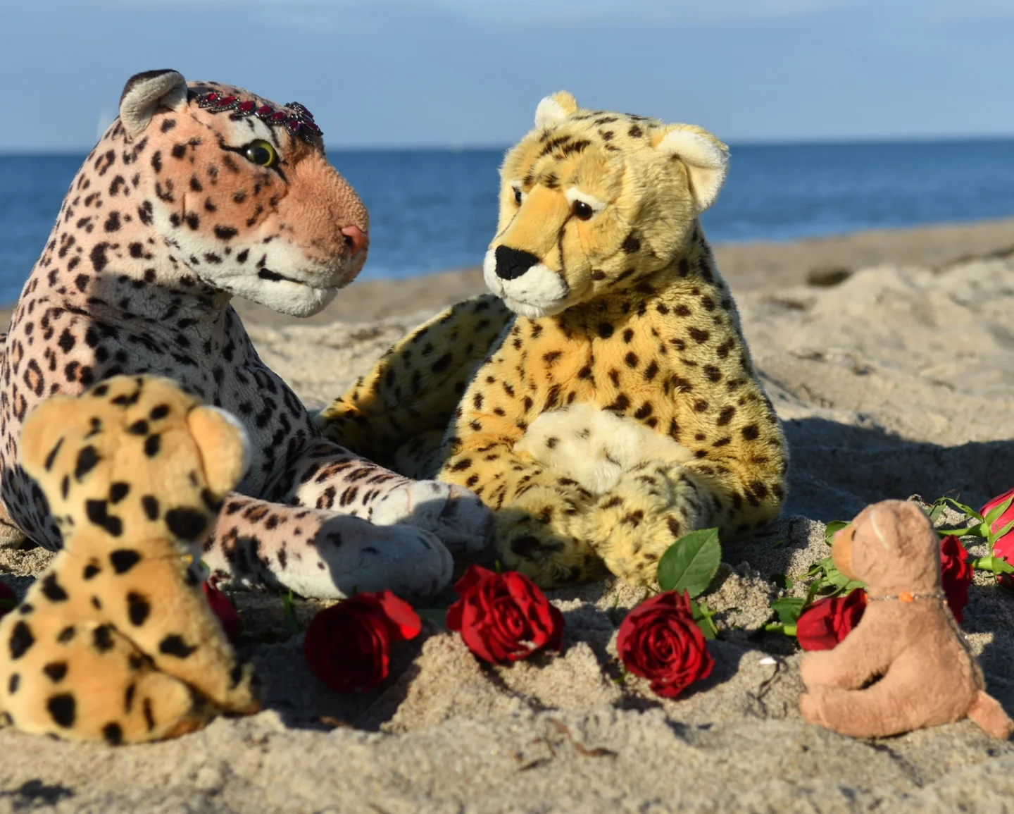 Photo by Juba Gepard on October 15, 2025. May be an image of cheetah, big cat and text.