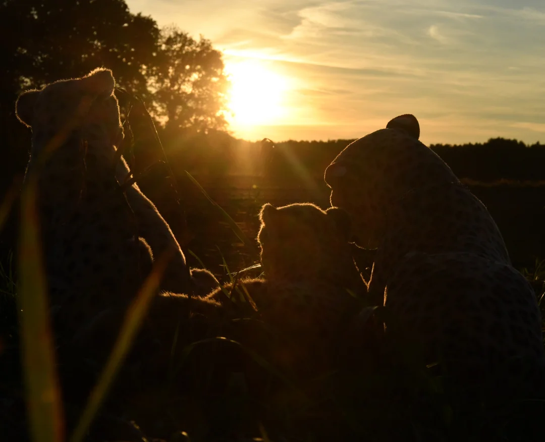 Photo by Juba Gepard on October 18, 2025. May be an image of cheetah, snow leopard, big cat, tiger and text.