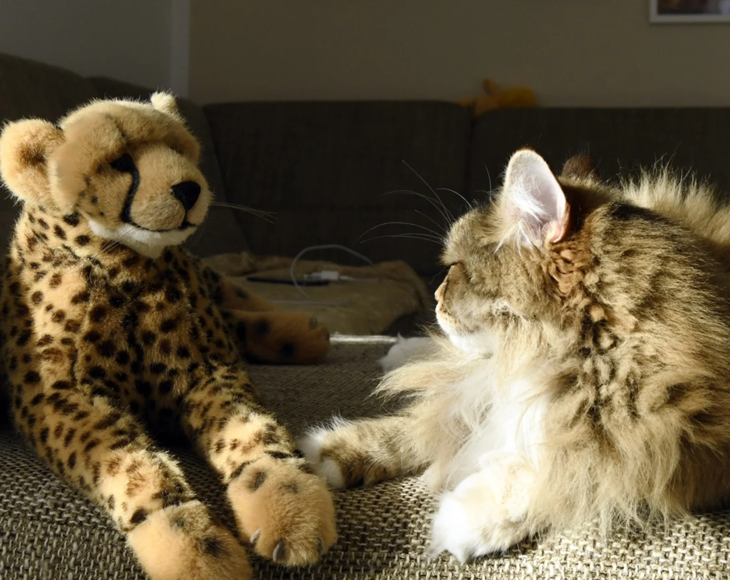 Photo by Juba Gepard on September 29, 2025. May be an image of cheetah, snow leopard, big cat and serval.