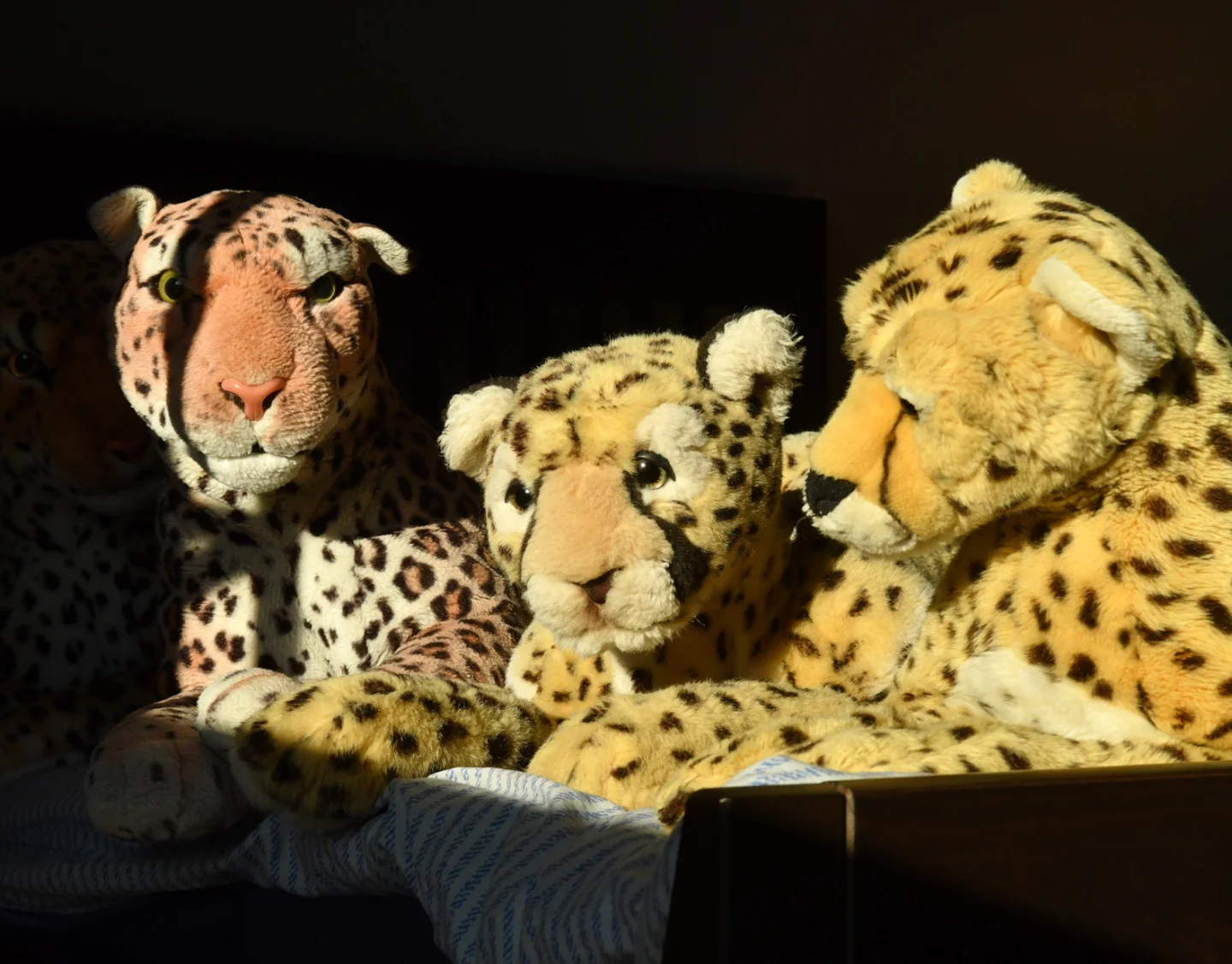 Photo by Juba Gepard on September 29, 2025. May be an image of cheetah, snow leopard and big cat.