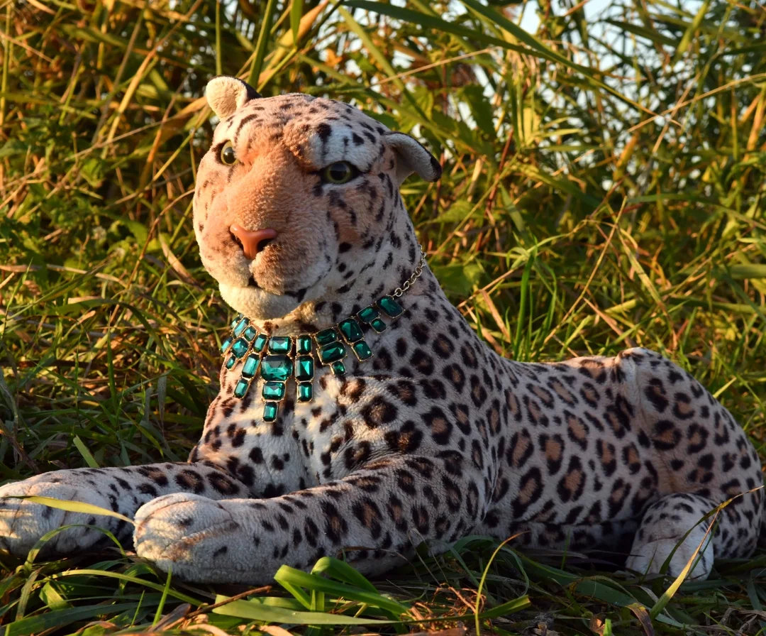 Photo by Juba Gepard on October 19, 2025. May be an image of cheetah, snow leopard, big cat, tiger and text.