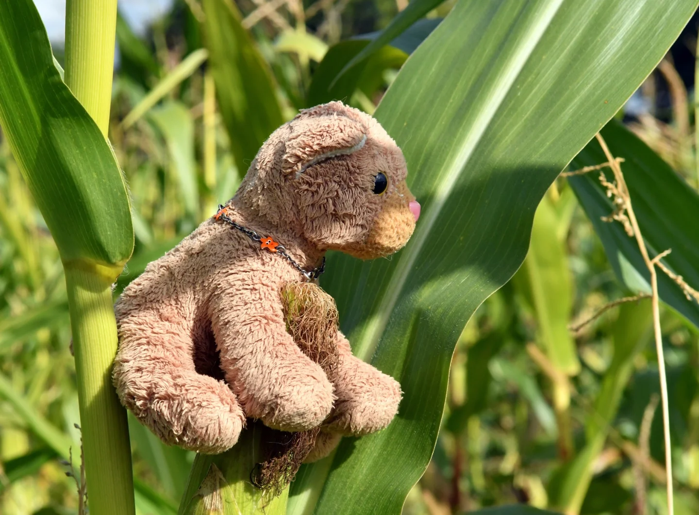 Photo by Juba Gepard on October 05, 2025. May be an image of corn.