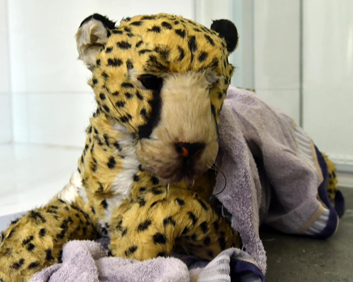 Photo by Juba Gepard on October 10, 2025. May be an image of big cat, cheetah, snow leopard, tiger, toy and text.