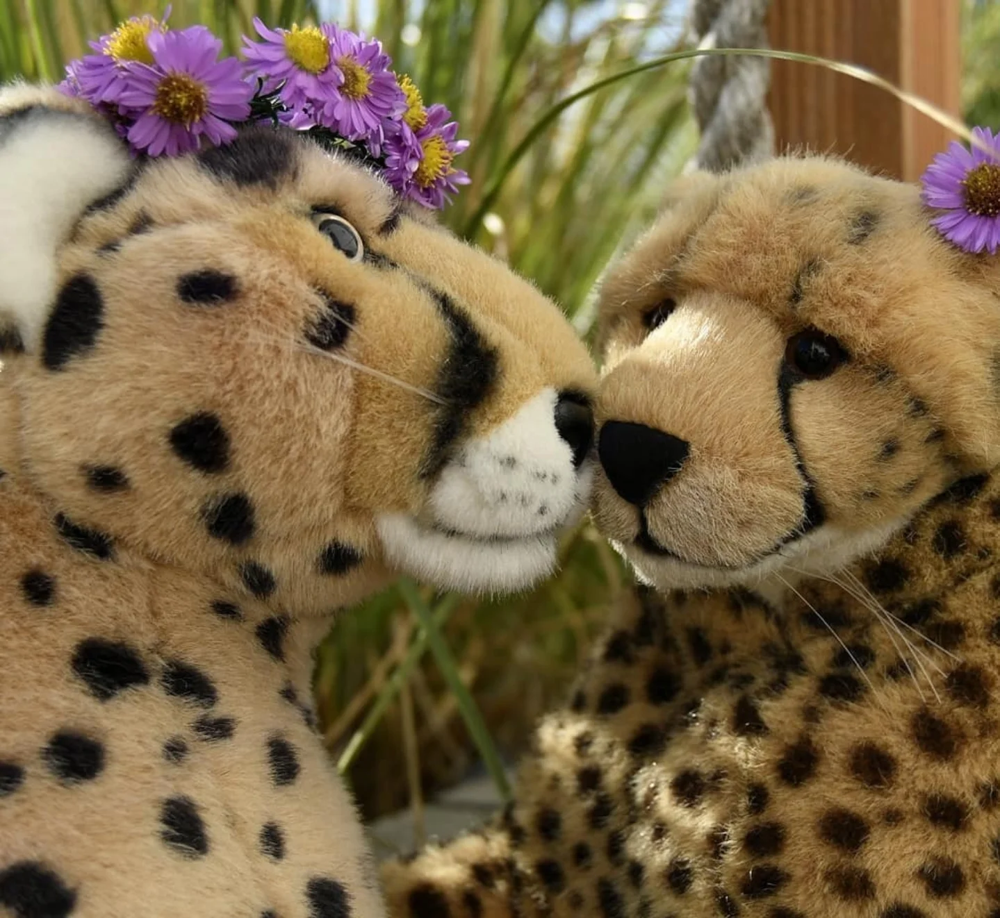 Photo by Juba Gepard on October 12, 2025. May be an image of cheetah, big cat and text.