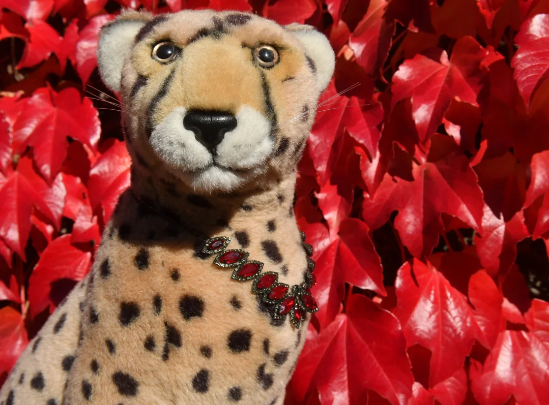 Photo by Juba Gepard on October 22, 2025. May be an image of cheetah, big cat, snow leopard, ivy and text.