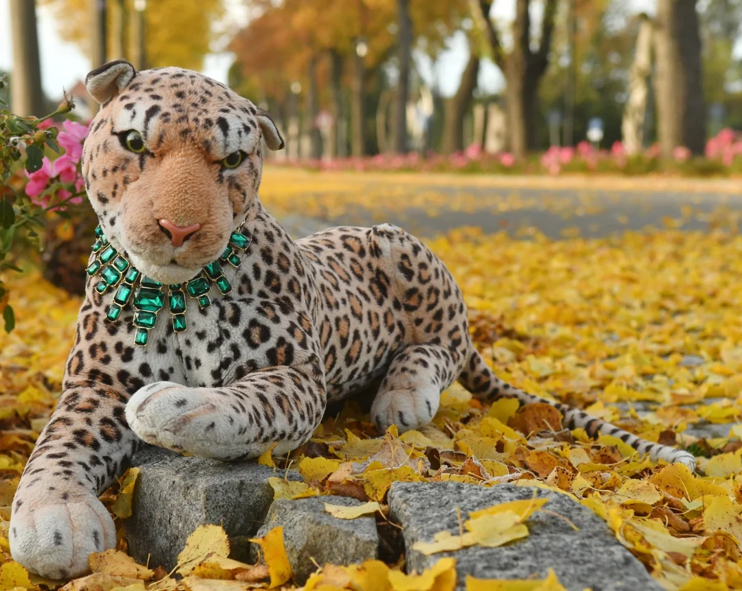 Photo by Juba Gepard on October 24, 2025. May be an image of snow leopard, big cat, cheetah and text.