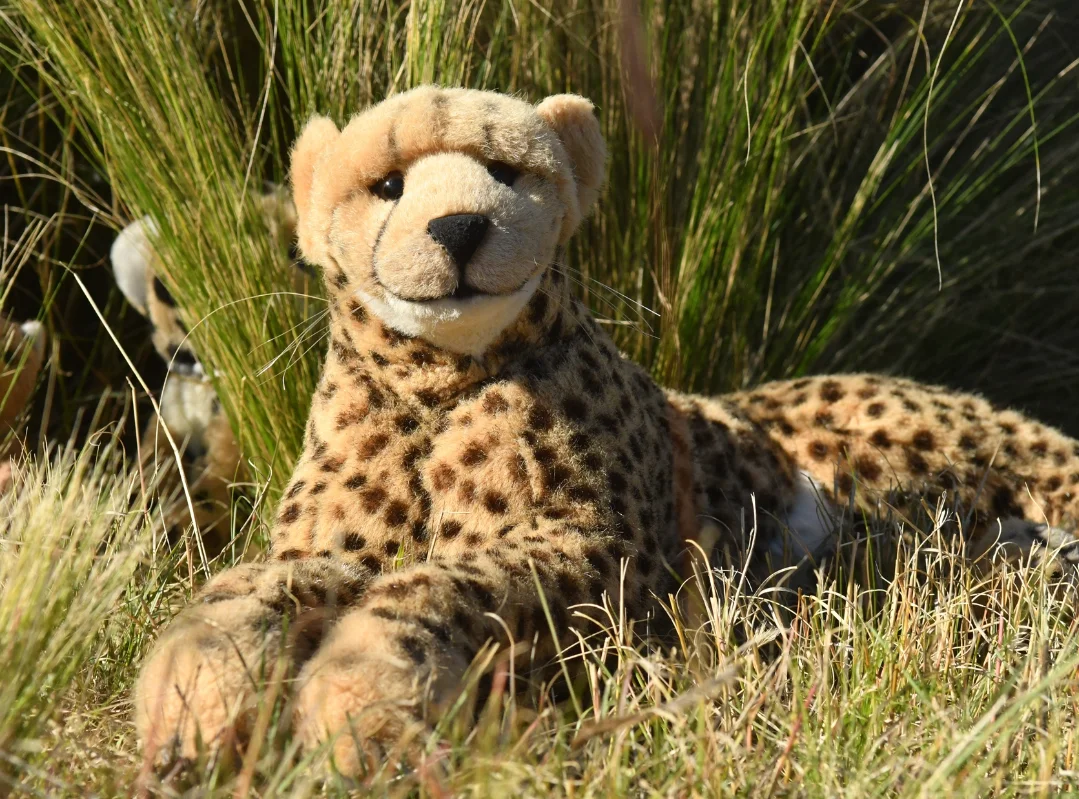 Photo by Juba Gepard on October 26, 2025. May be an image of cheetah, snow leopard, big cat, serval and text.