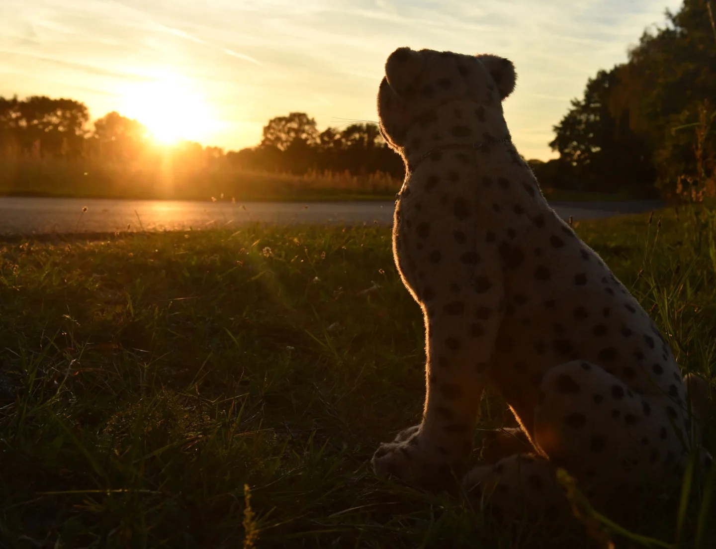 Photo by Juba Gepard on October 30, 2025. May be an image of cheetah, big cat and text.