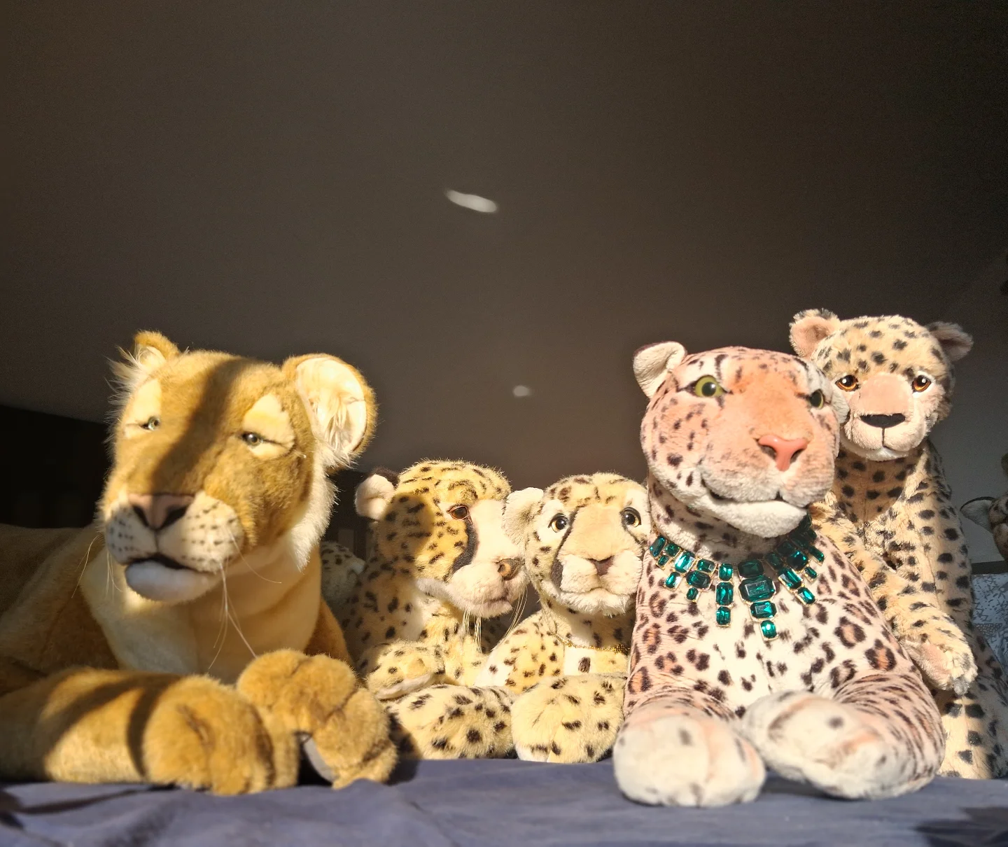Photo by Juba Gepard on March 23, 2026. May be an image of big cat, snow leopard, tiger, lion and text.
