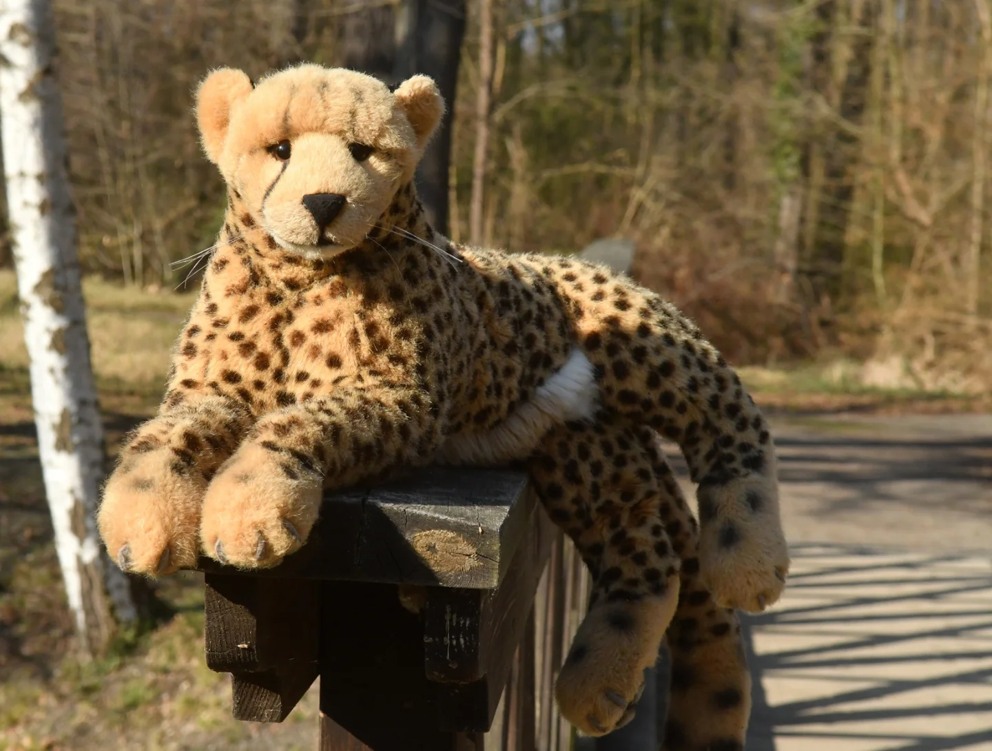 Photo by Juba Gepard on May 03, 2026. May be an image of cheetah, snow leopard, big cat, tiger and text.