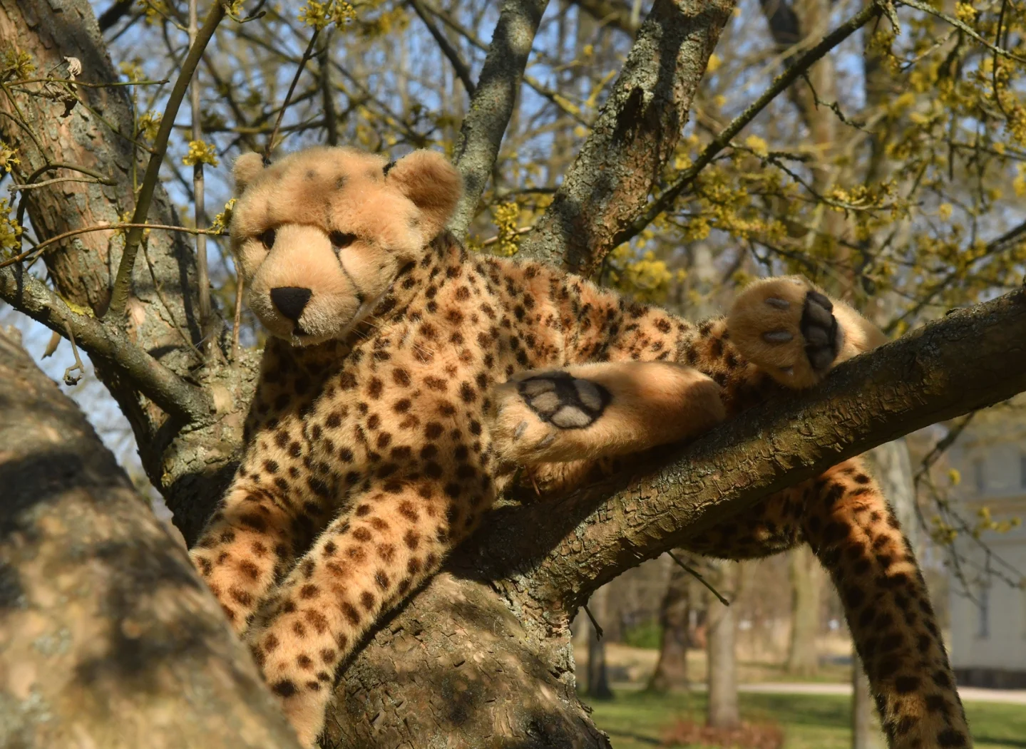 Photo by Juba Gepard on April 26, 2026. May be an image of cheetah, snow leopard, big cat, tiger and text.