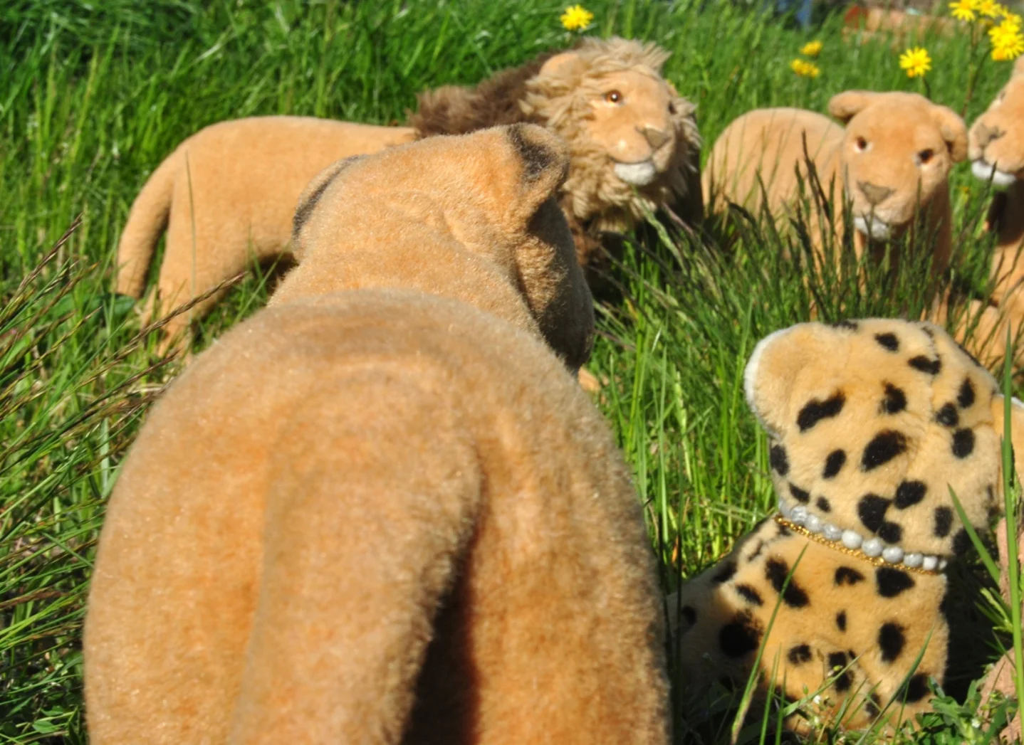 Photo by Juba Gepard on April 27, 2026. May be an image of cheetah, big cat, tiger, lion and text.