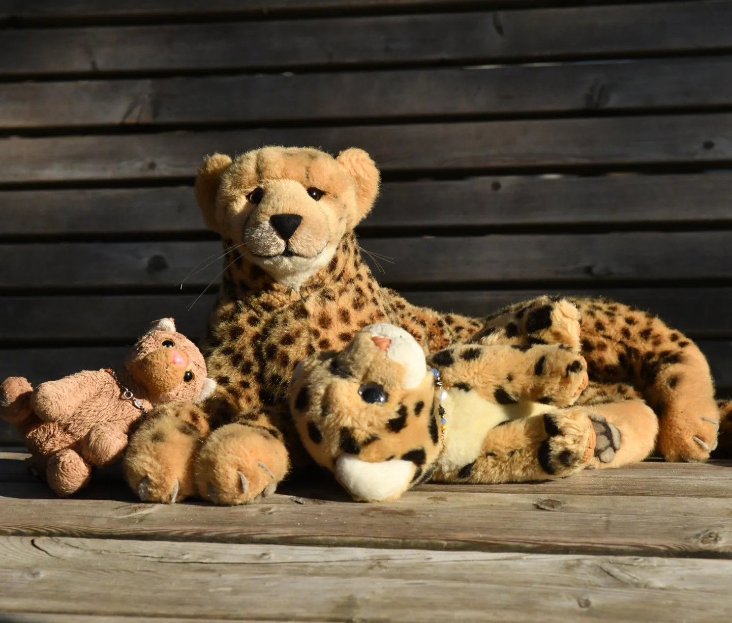 Photo by Juba Gepard on May 25, 2026. May be an image of snow leopard, cheetah, bear, toy and text.