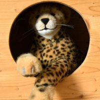 keineisfuerkatzen