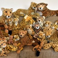 internationalcheetahday2023
