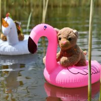 schwimmtier