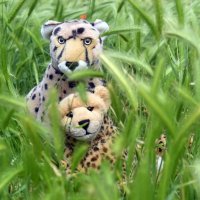 wildgrass