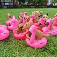 poolparty