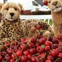 cherries