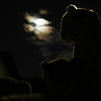 night