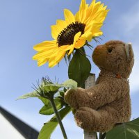 sunflowergrower