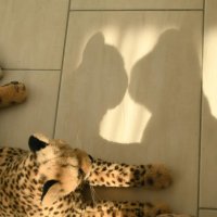 silhouette