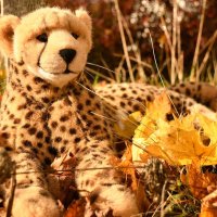20gradcelsius